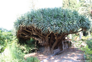 Dracena parco Colonna